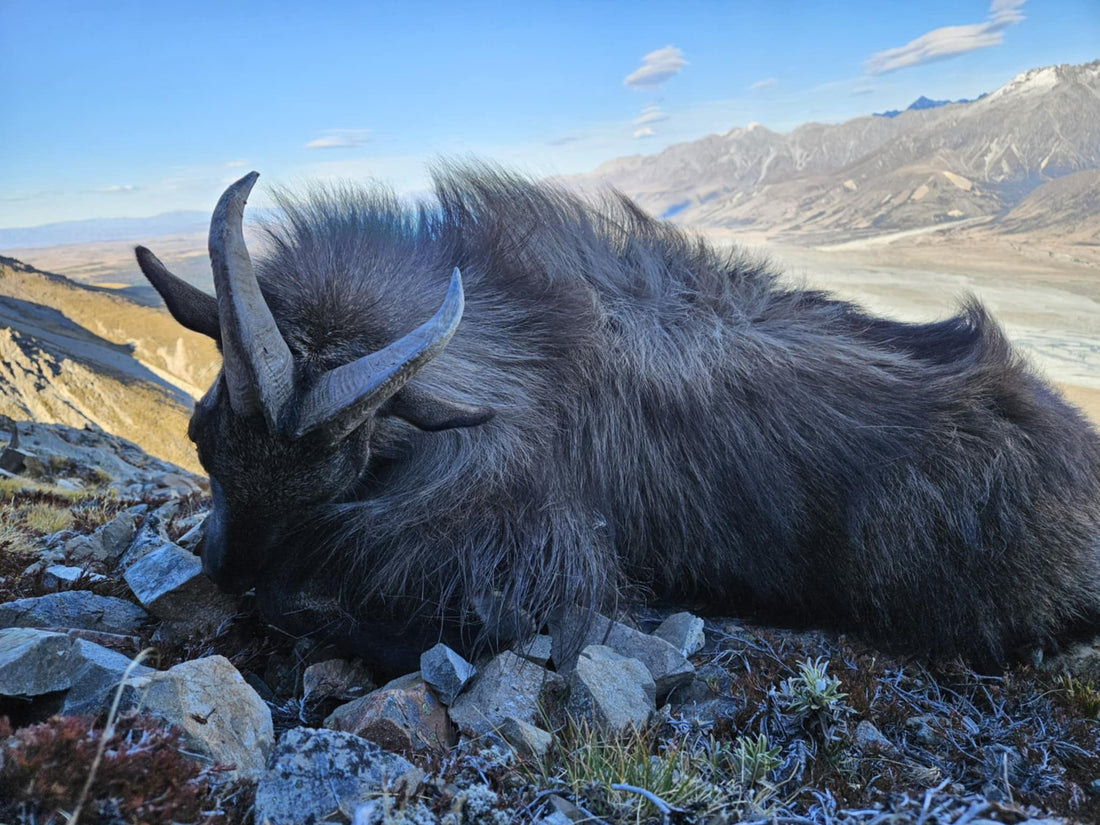 Postcards from the Backcountry: Hendrik’s Red Stag and Tahr Adventure