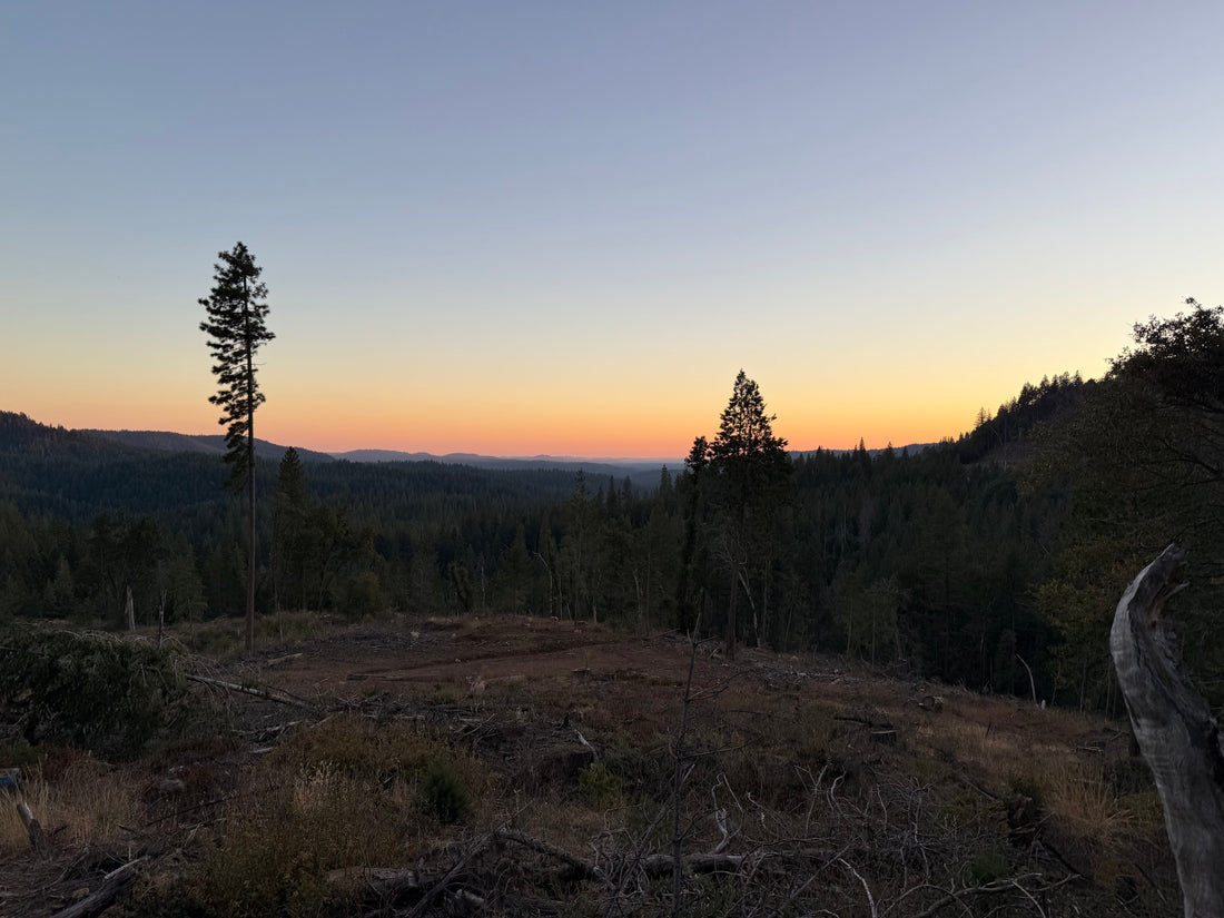Failure, Patience, and a Young Buck: Fifty Yards from Success