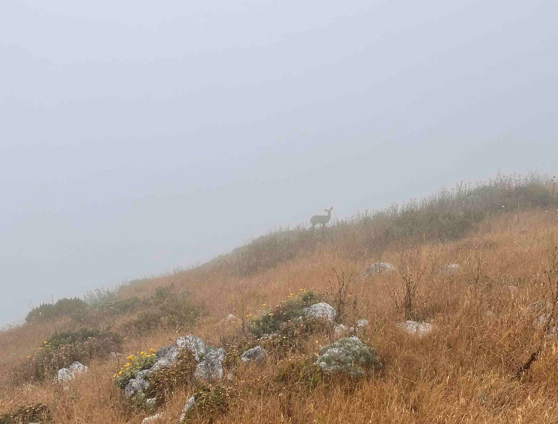 Embracing the Challenges of The Haar: Hunting Deer on the Central Coast