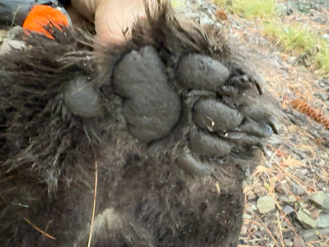 California Bear Hunting Is Changing, and That Matters More Than You Think