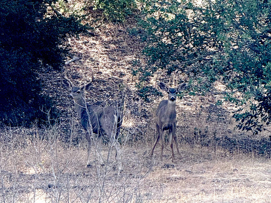 An Unplanned Break From Deer Season
