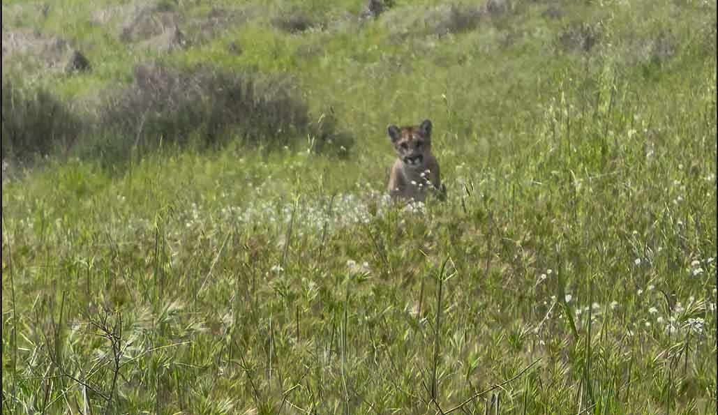 Eye Contact at Twenty Yards - California Cats