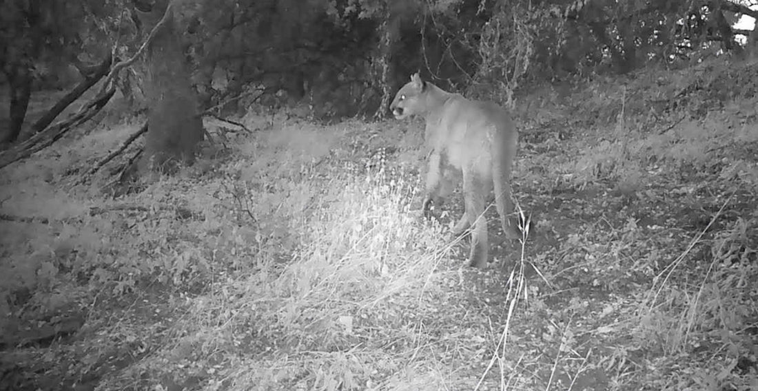 Why It's Time to Bring Back Mountain Lion Hunting in California