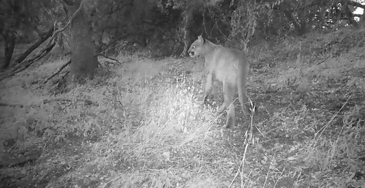 Why It's Time to Bring Back Mountain Lion Hunting in California