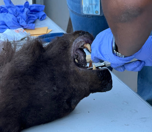 Science-driven wildlife management WIN in California