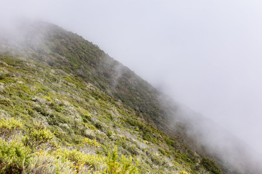 Hunting Between the Fog and the Heat